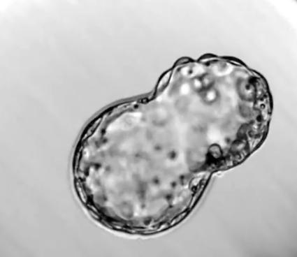 embryo to implant