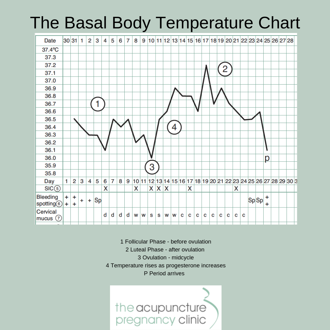 Help! When do I ovulate? Acupuncture Pregnancy Clinic